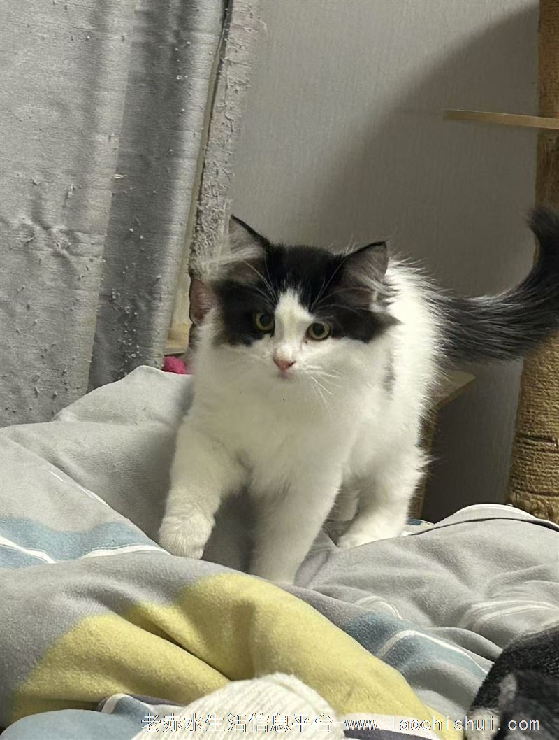 寻猫启示