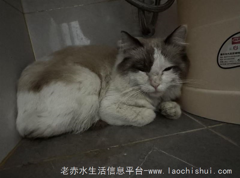 免费领养猫猫一只，有要领养的联系