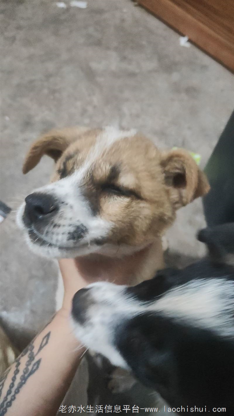 中华田园犬领养 看家好手