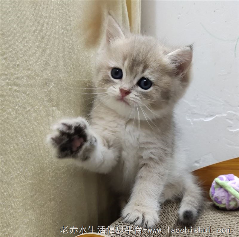 金渐层蓝金出售