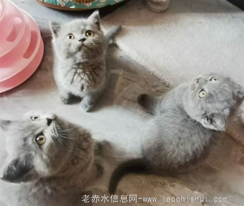 英短蓝猫出售