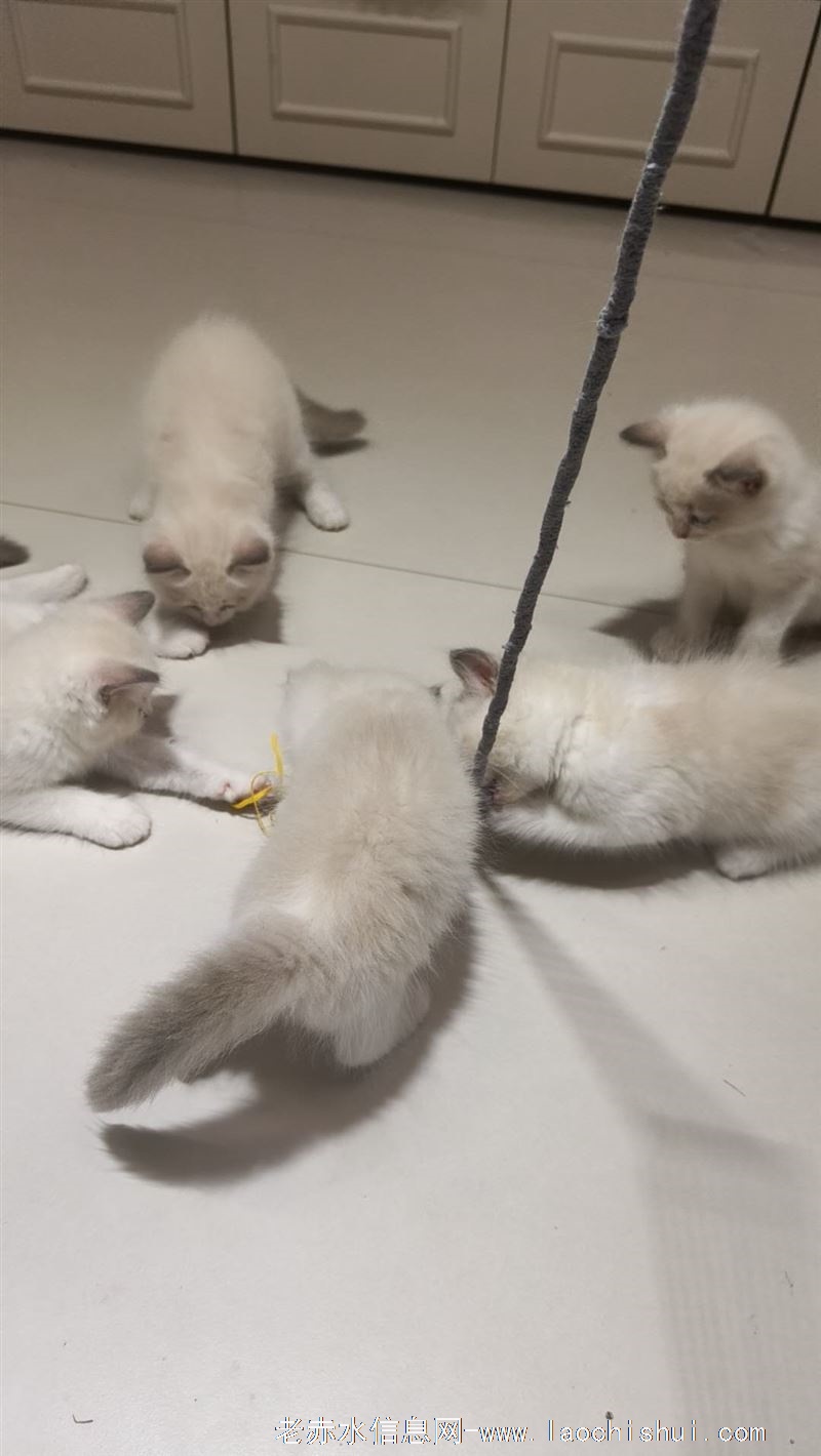 布偶猫