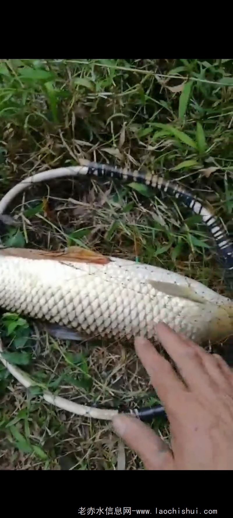 农历腊月十八放塘捉鱼(法王寺大木树村),花鲢,鲤鱼,草鱼,鲫鱼提前预定