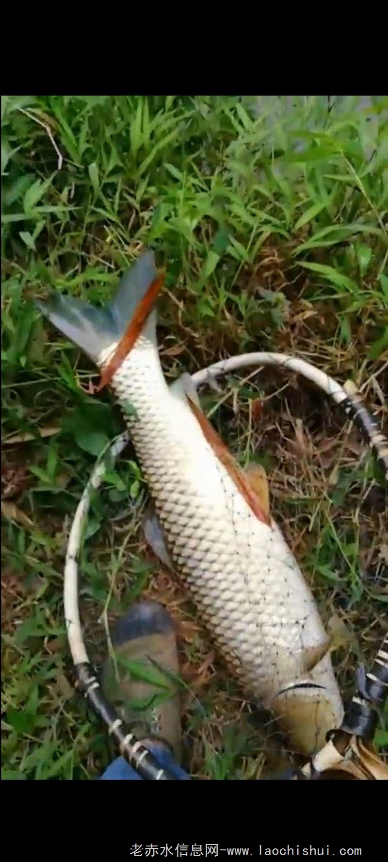 农历腊月十八放塘捉鱼(法王寺大木树村),花鲢,鲤鱼,草鱼,鲫鱼提前预定